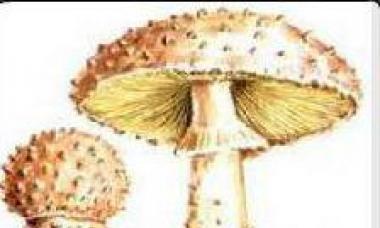 Самые редкие грибы россии